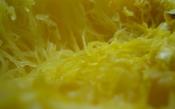 Spaghetti Squash Salad